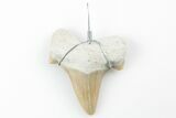 1.25" to 2" Wire Wrapped Shark Tooth Pendant - Morocco - Photo 2